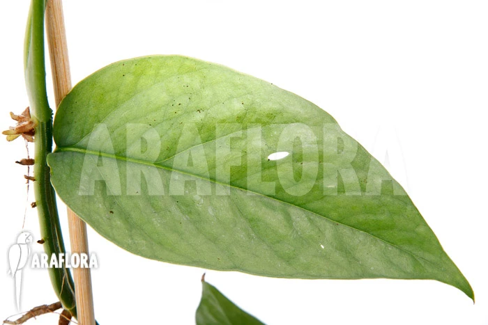 Epipremnum Pinnatum Cebu Blue Type B 3 Epipremnum Pinnatum Cebu Blue Type B - Image 3