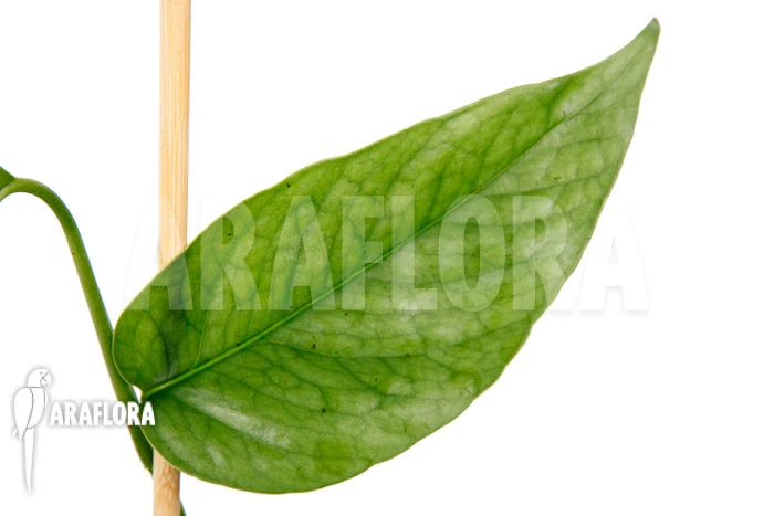 Epipremnum Pinnatum Cebu Blue Type B 4 Epipremnum Pinnatum Cebu Blue Type B - Image 4