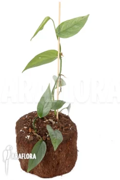 Epipremnum Pinnatum Cebu Blue Type B 9 Epipremnum Pinnatum Cebu Blue Type B -Green Haven Sales Store Epipremnum pinnatum thai Cebu blue Typeb 5