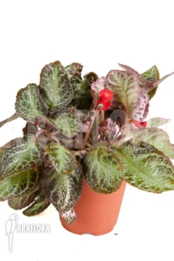 Episcia Cupreata 'Black Pearl'