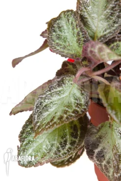 Episcia Cupreata 'Black Pearl' -Green Haven Sales Store Episcia cupreata Black Pearl 2
