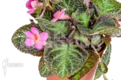 Episcia Cupreata 'Pink Panther'