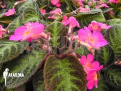 Episcia Cupreata 'Pink Panther' 8 Episcia Cupreata 'Pink Panther' -Green Haven Sales Store Episcia cupreata Pink Panther 2