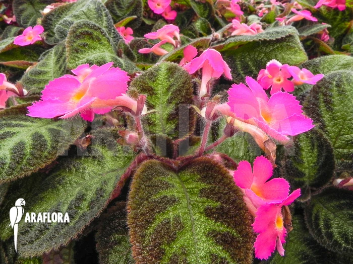 Episcia Cupreata 'Pink Panther' 3 Episcia Cupreata 'Pink Panther' - Image 3