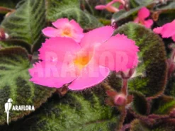 Episcia Cupreata 'Pink Panther' 9 Episcia Cupreata 'Pink Panther' -Green Haven Sales Store Episcia cupreata Pink Panther 3