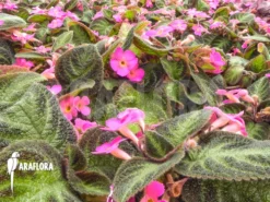 Episcia Cupreata 'Pink Panther' 10 Episcia Cupreata 'Pink Panther' -Green Haven Sales Store Episcia cupreata Pink Panther 4