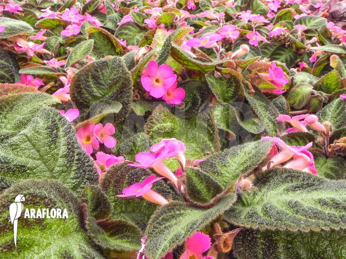 Episcia Cupreata 'Pink Panther' 5 Episcia Cupreata 'Pink Panther' - Image 5