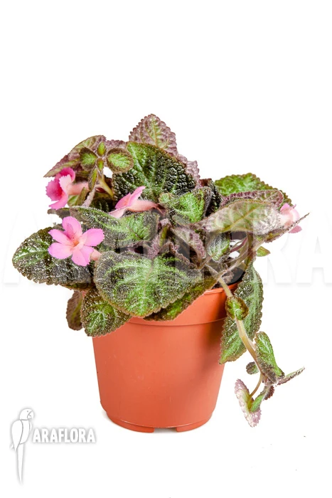 Episcia Cupreata 'Pink Panther' 6 Episcia Cupreata 'Pink Panther' - Image 6