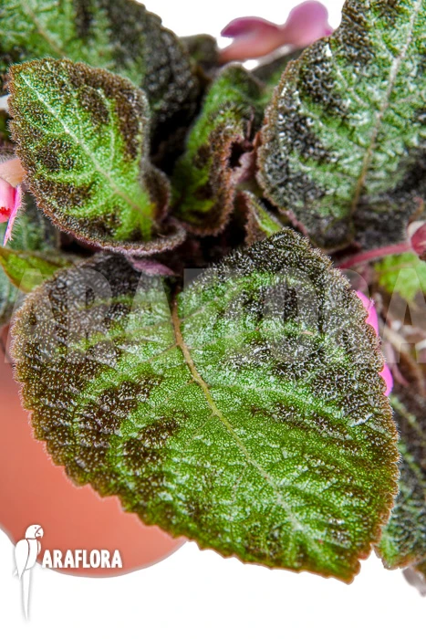 Episcia Cupreata 'Pink Panther' 2 Episcia Cupreata 'Pink Panther' - Image 2