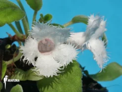 Episcia Dianthiflora -Green Haven Sales Store Episcia dianthiflora 4