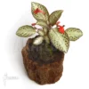 Episcia Reptans