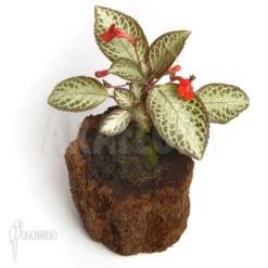Episcia Reptans