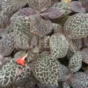 Episcia Reptans 'greenred'