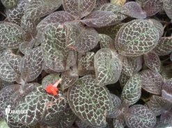 Episcia Reptans 'greenred'