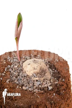 Eriosperma Cooperii 'L'