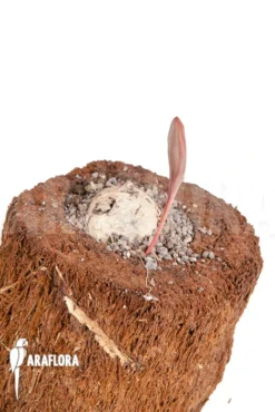 Eriosperma Cooperii 'L' -Green Haven Sales Store Eriosperma cooperii L 3