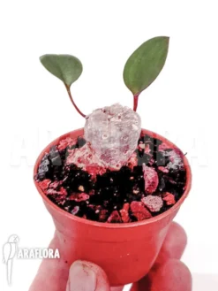 Eriosperma Cooperii 'L' -Green Haven Sales Store Eriosperma cooperii L 4