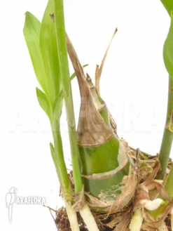 Orchid 'Eulophia Guineensis' -Green Haven Sales Store Eulophia guineensis 2