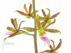 Orchid 'Eulophia Guineensis' -Green Haven Sales Store Eulophia guineensis 3
