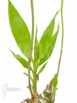 Orchid 'Eulophia Guineensis' -Green Haven Sales Store Eulophia guineensis 4