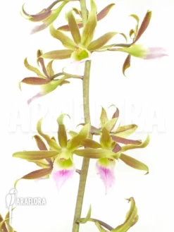 Orchid 'Eulophia Guineensis' -Green Haven Sales Store Eulophia guineensis 5