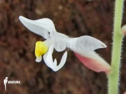 Extra Ludisia Discolor