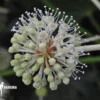 Fatsia Japonica
