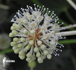 Fatsia Japonica