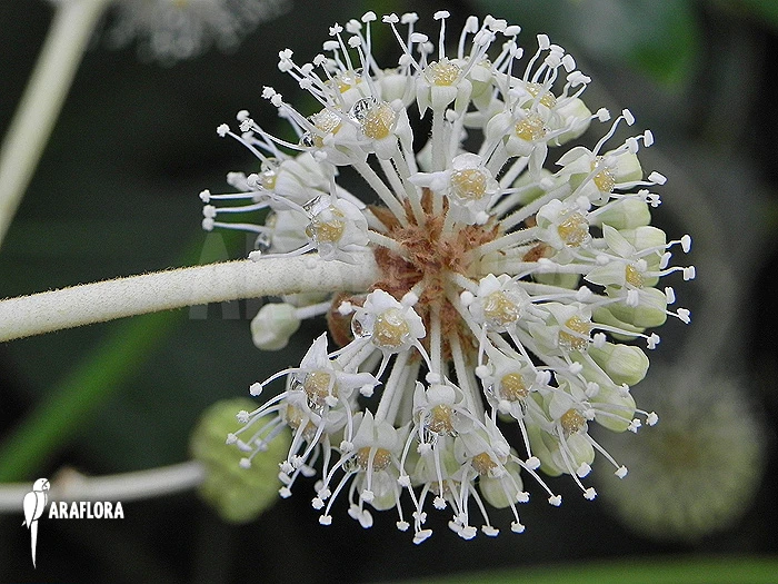 Fatsia Japonica 4 Fatsia Japonica - Image 4
