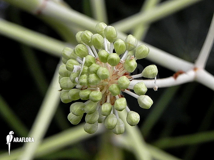 Fatsia Japonica 3 Fatsia Japonica - Image 3