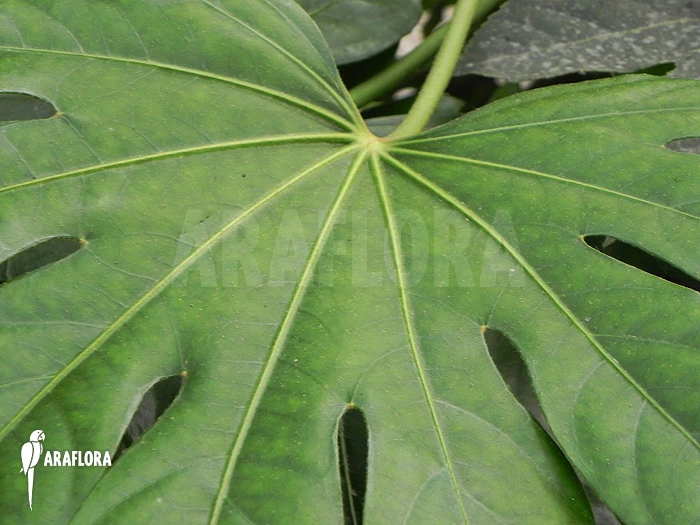 Fatsia Japonica 2 Fatsia Japonica - Image 2
