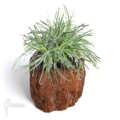 Ficinia Truncata -Green Haven Sales Store Ficinia truncata 2
