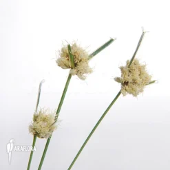 Ficinia Truncata -Green Haven Sales Store Ficinia truncata 3