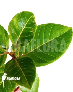 Ficus Altissima Variegated 'Starter' -Green Haven Sales Store Ficus altissima var Starter 3