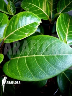 Ficus Altissima Variegated 'Starter' -Green Haven Sales Store Ficus altissima var Starter 4
