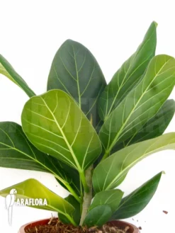 Ficus Benghalensis 'Audrey'