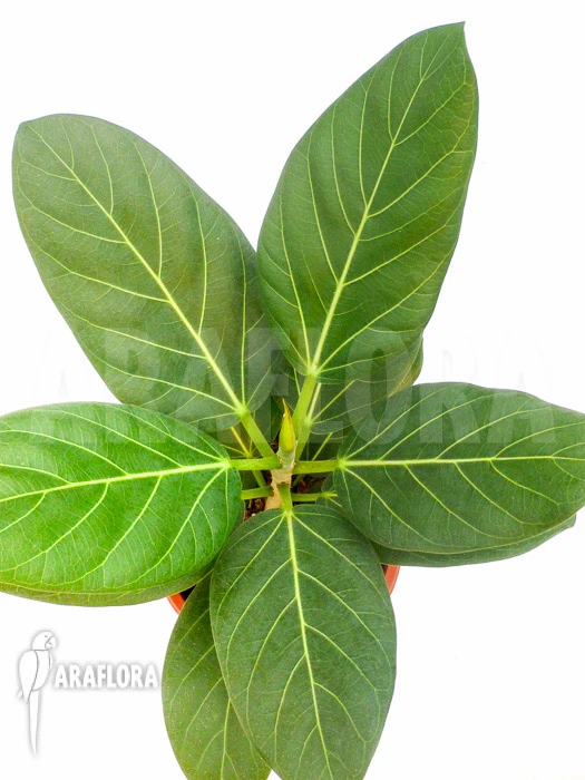 Ficus Benghalensis 'Audrey' 2 Ficus Benghalensis 'Audrey' - Image 2