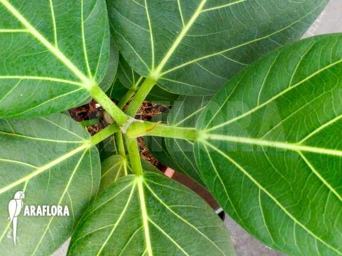 Ficus Benghalensis 'Audrey' 3 Ficus Benghalensis 'Audrey' - Image 3
