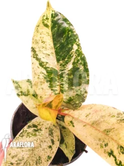 Ficus Elastica 'shivereana'