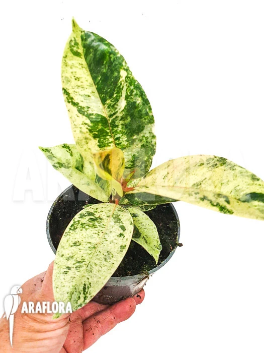 Ficus Elastica 'shivereana' 3 Ficus Elastica 'shivereana' - Image 3