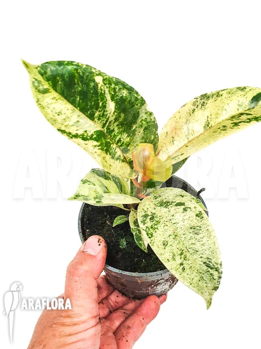 Ficus Elastica 'shivereana' 2 Ficus Elastica 'shivereana' - Image 2