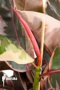 Ficus Elastica 'tricolor'