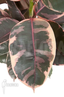 Ficus Elastica 'tricolor' -Green Haven Sales Store Ficus elastica tricolor 3