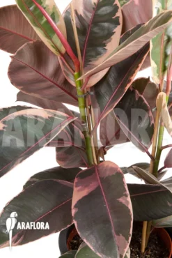 Ficus Elastica 'tricolor' -Green Haven Sales Store Ficus elastica tricolor 4