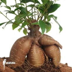 Curtain Fig Ficus Microcarpa (M)