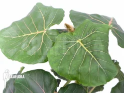 Ficus Petiolaris -Green Haven Sales Store Ficus petiolaris 2