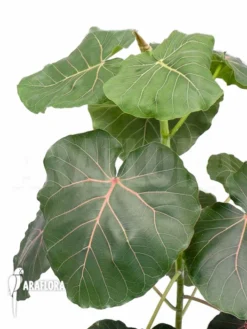 Ficus Petiolaris -Green Haven Sales Store Ficus petiolaris 3