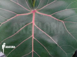 Ficus Petiolaris -Green Haven Sales Store Ficus petiolaris 4