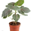 Ficus Petiolaris 'Starter'