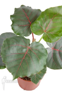 Ficus Petiolaris 'Starter' -Green Haven Sales Store Ficus petiolaris Starter 2